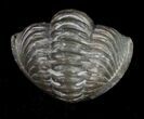 Enrolled Flexicalymene Trilobite From Ohio #10863-2